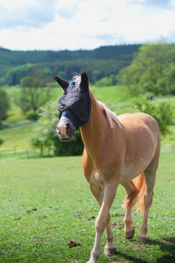 A vertical shot of beautiful horse Haflinger with fly mask on his head walking around the paddock on sunny summer day