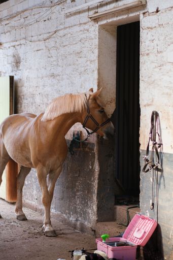 A vertical shot of beautiful horse Haflinger tied to a wall with chain, looped chained