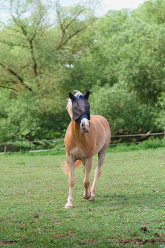 A vertical shot of beautiful horse Haflinger with fly mask on his head walking around the paddock on sunny summer day