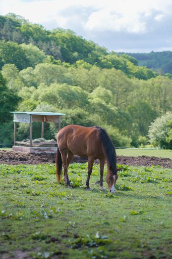 A vertical amazing view of a beautiful brown horse grazing in green paddock on sunny summer day