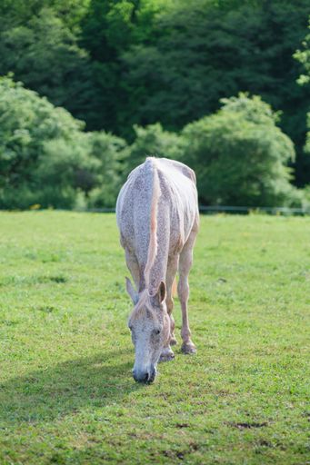 A vertical amazing view of a beautiful white horse grazing in green paddock on sunny summer day