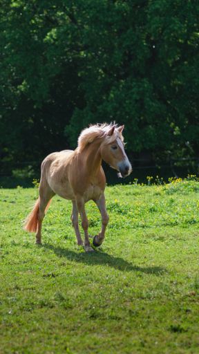 A vertical shot of beautiful haflinger horse running on the green paddock on sunny summer day