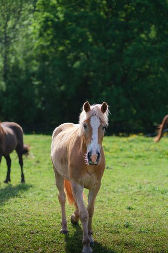 A vertical closeup of beautiful Haflinger horse walking on the green paddock on sunny summer day