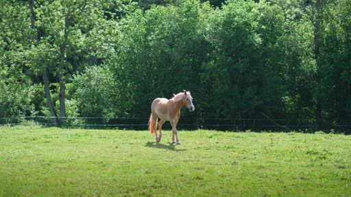 A panoramic shot of beautiful Haflinger horse walking on the green paddock on sunny summer day