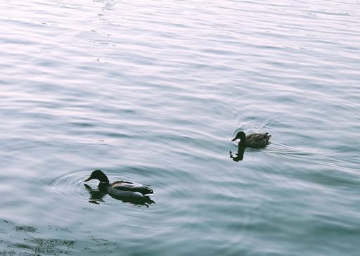 A beautiful shot of floating ducks on a water