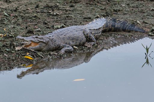 A closeup shot of a crocodile next to the pond
