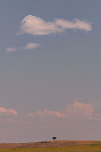 A vertical shot of a single green tree in an open field under a cloudy blue sky in Spain