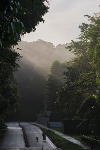 A vertical shot of a man walking with a dog in the walking path surrounded by trees.