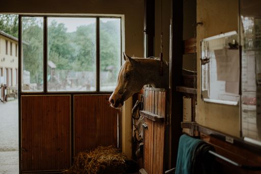 horse in the stable resting