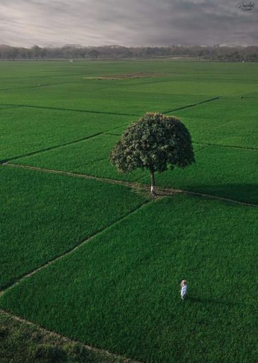 A vertical aerial shot of a fluffy green tree on flat green fiels