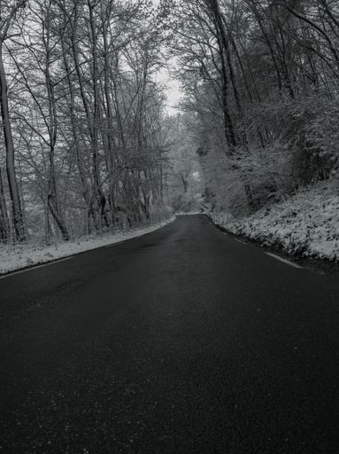 A vertical shot of an asphalt road surrounded by trees covered with hoarfrost