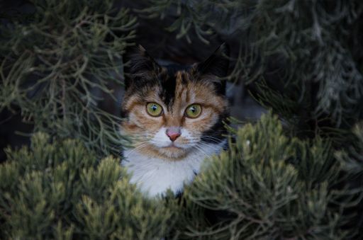 A closeup shot of a Calico cat attentively looking at the camera through the green leaves of the tree