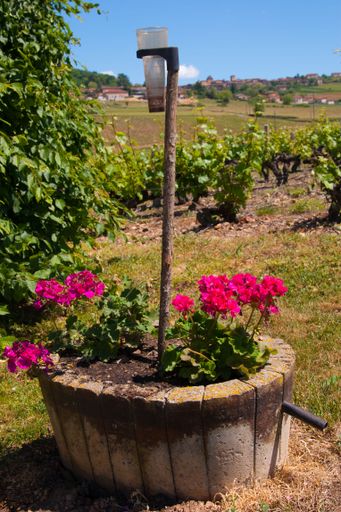 A vertical shot of a Vineyard with flowers in a pot in the foreground in Charnay, Rhone, France