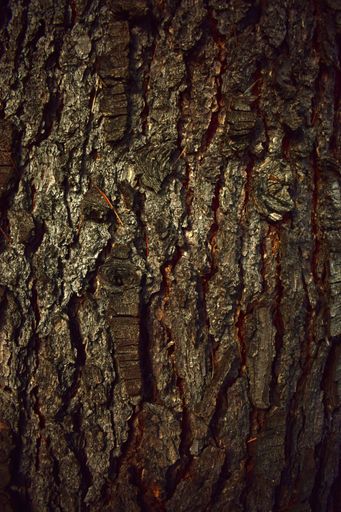 A vertical closeup shot of a tree bark texture