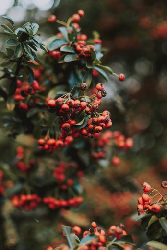 A closeup shot of fresh-looking shepherdia ready to be picked from the forest