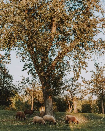 A herd of sheep enjoying the bright rays of sunshine and grazing the grass under a tree