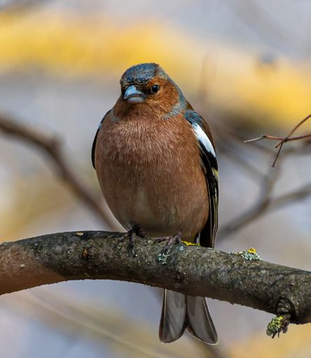 A close-up shot of a Fringilla Coelebs bird perched on a tree branch