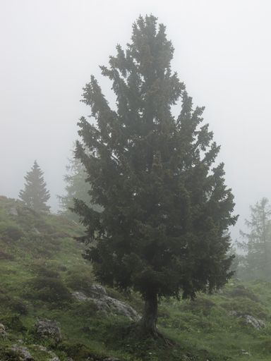 A vertical scenic view of a pine trees in the mist on the settlement Velika Planina, Slovenia