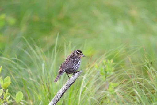 A shallow focus of redwing (Turdus iliacus) perched on a tree branch in a green blurred field