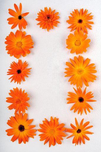 A vertical high angle shot of orange daisy flowers shaped like a rectangle on a white surface