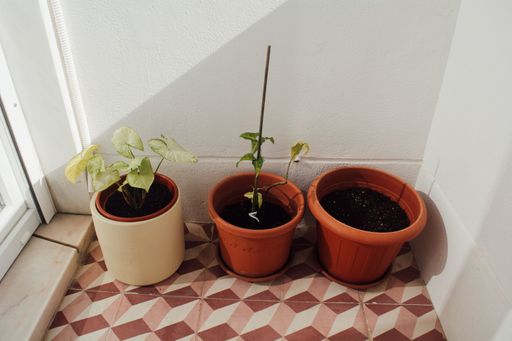 A high angle shot of three potted plants on a balcony