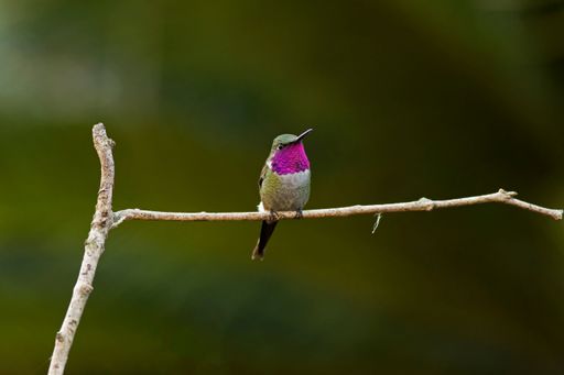A selective focus shot of purple-throated woodstar (calliphlox mitchellii) perched on a branch