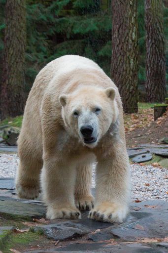 The Polar bear walking in the forest