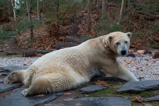A tired Polar bear lying on a stone