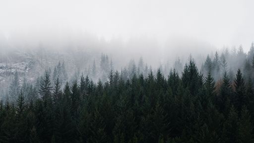 A scenic shot of fogs covering coniferous trees in a forest