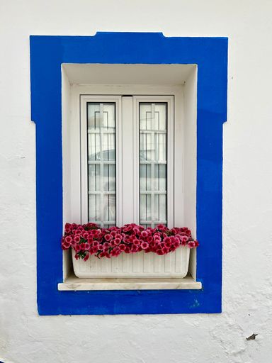 A vertical shot of a flower pot against a window with a blue border on a white wall