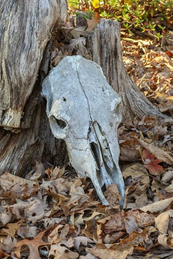 A closeup shot of an old animal skull on the foliage against a cut tree trunk