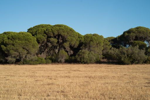 The trees in front of the dry landscape under the blue sky