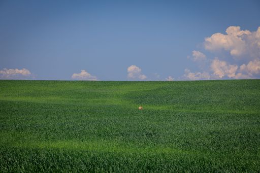A lush, green field and a deer in the distance against a blue cloudy sky