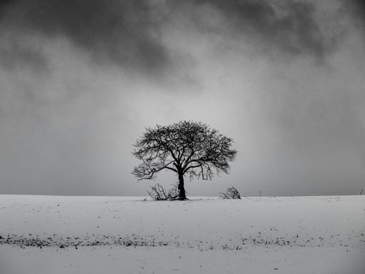 A leafless tree on a snowy hill with a cloudy sky in the background in black and white