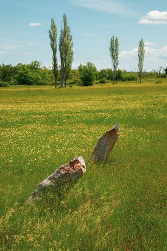A vertical shot of two old stones in a field full of flowers in a rural area in cloudy sky background