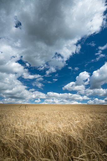 A vertical shot of a wheat field in the countryside under the cloudy sky