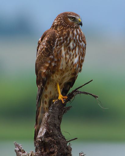 A vertical shot of a Common buzzard perched on a branch