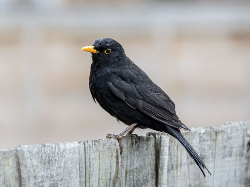 A selective focus shot of an adorable Common blackbird perched on the top of a wooden fence