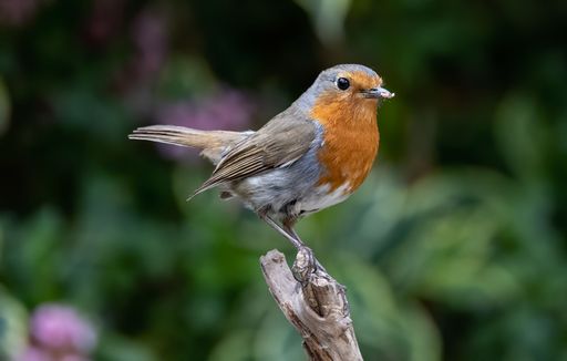 A closeup shot of an orange robin perched on a branch