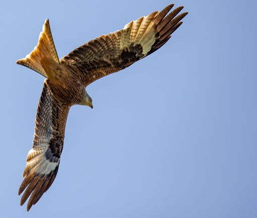 A low angle shot of a large hawk flying in a blue sky