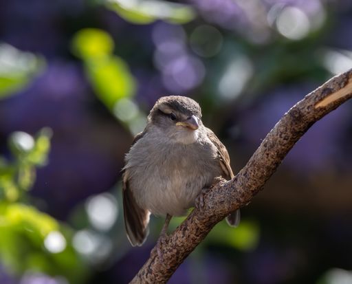 An adorable Italian sparrow perched on a branch on a blurred background of a garden