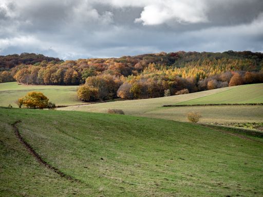 A beautiful shot of grassy hills with a forest in the distance under a cloudy sky