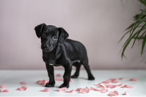 A selective focus shot of an adorable black labrador puppy standing on a white surface with rose petals