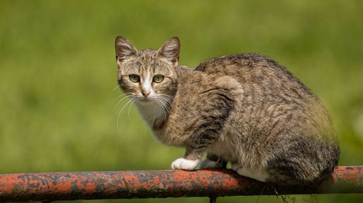 A closeup shot of a beautiful cat sitting on a metal fence on blurred background