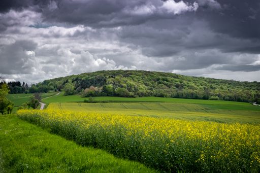 A beautiful shot of yellow flowers near grassy field with a forested hill in the distance under a cloudy sky
