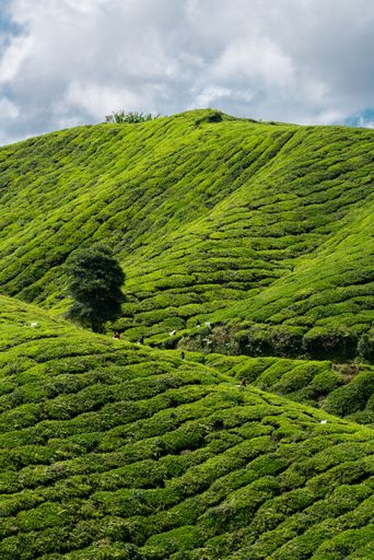 A vertical shot of workers on green tea leaf plantations in the Malaysia Cameron Highlands