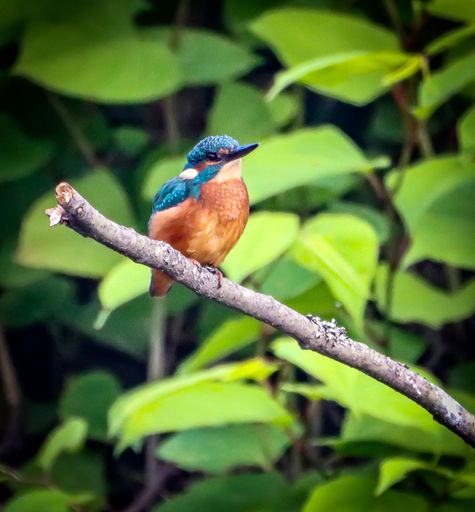 A closeup shot of a kingfisher perched on a branch