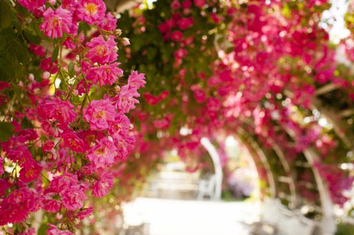 A selective focus shot of beautiful roses in the garden - perfect for wallpaper