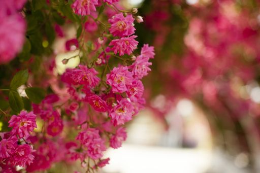 A selective focus shot of a beautiful rose bench - perfect for wallpaper
