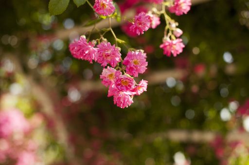 A selective focus shot of beautiful roses in the garden - perfect for wallpaper